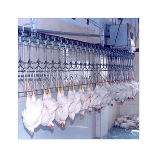 Conveyorised Chicken slaughter plant
